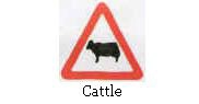 Cattle